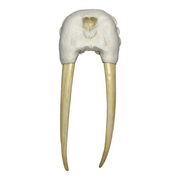 Replica Walrus Partial Skull with Tusks