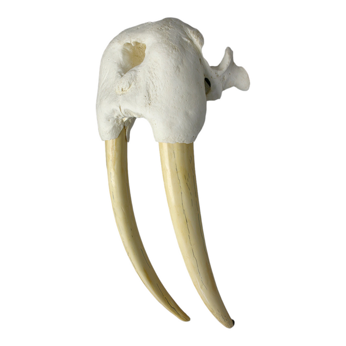 Replica Walrus Partial Skull with Tusks