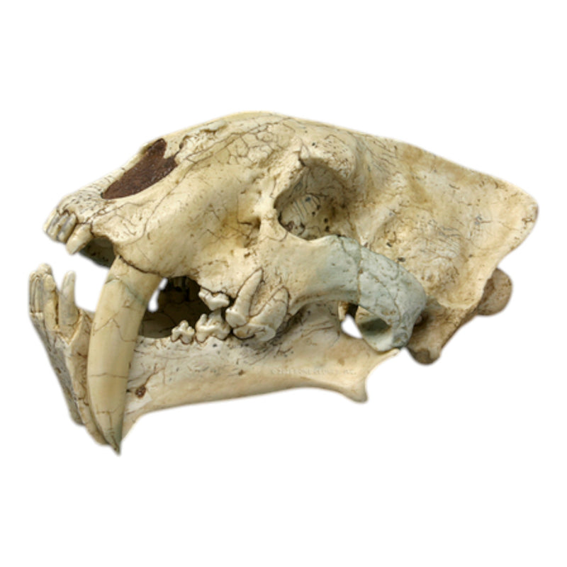Replica Sabertooth Cat (Chinese Megantereon nihowanensis) Skull