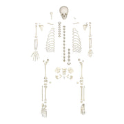 Replica Human Child Skeleton - 6-year-old