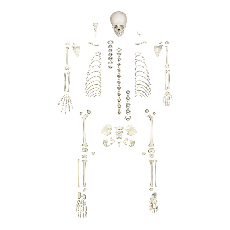 Replica Human Child Skeleton - 6-year-old