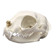 Replica Domestic Cat Skull