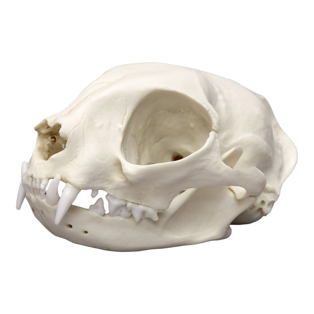 高品質！ネコの頭骨　３点セット　SKULLS UNLIMITED社 Replica Domestic Cat Skull For Sale — Skulls Unlimited