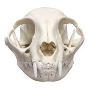 Replica Domestic Cat Skull