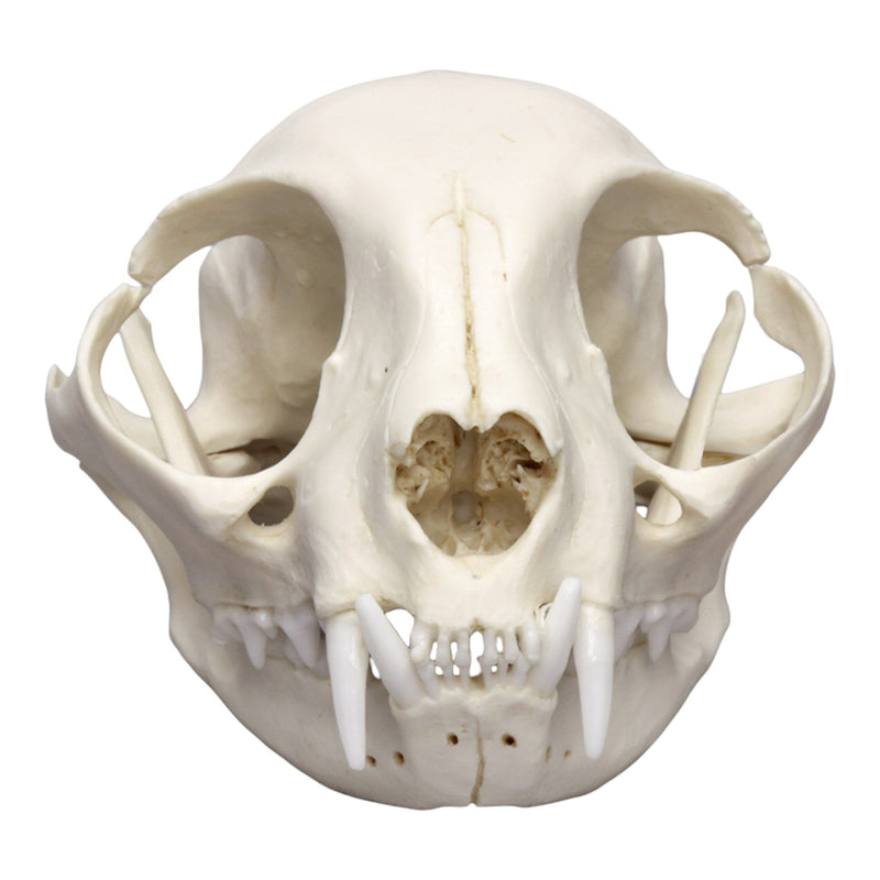 Replica Domestic Cat Skull