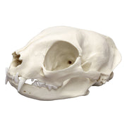 Replica Domestic Cat Skull