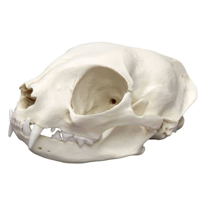 Replica Domestic Cat Skull