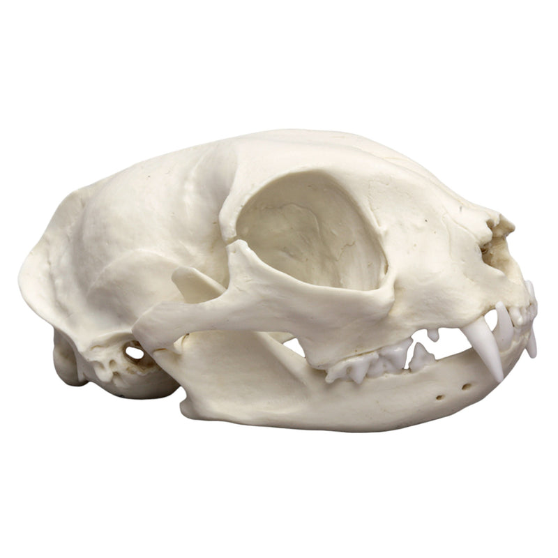 Replica Domestic Cat Skull