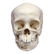 Replica 12-year-old Human Child with Dentition Exposed