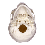 Replica 12-year-old Human Child with Dentition Exposed