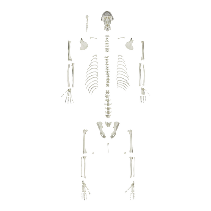 Replica Mandrill Baboon Skeleton