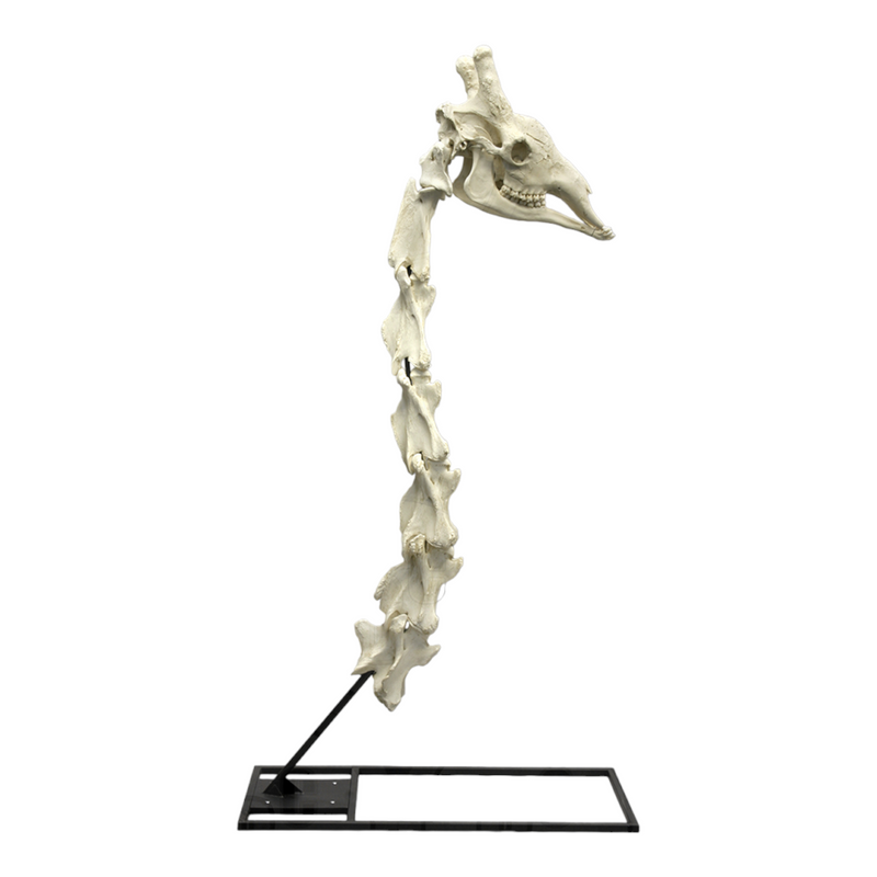 Replica Giraffe Skull and Neck Vertebrae with Stand and Base