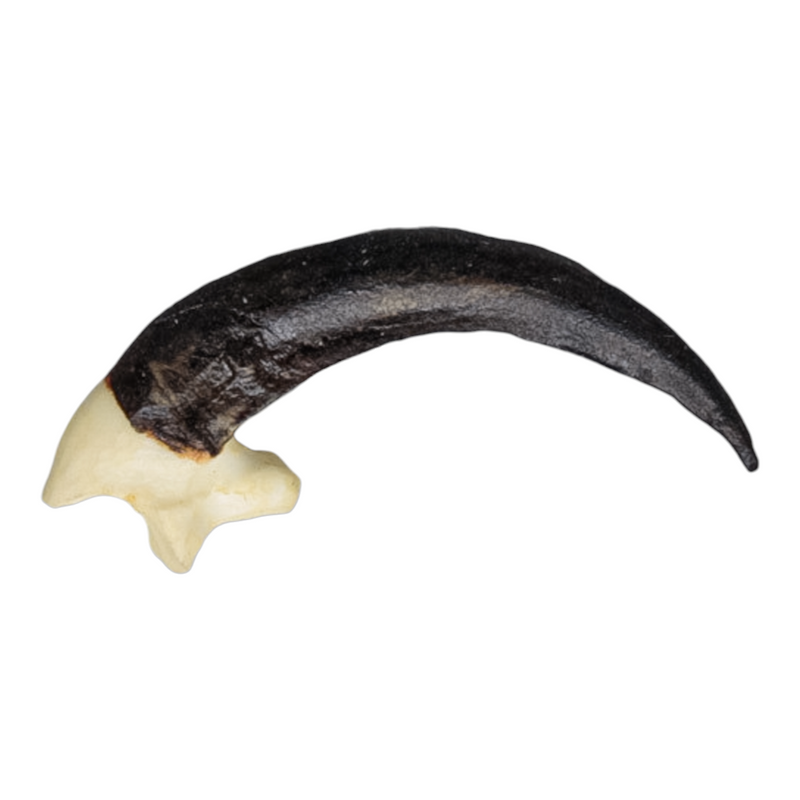 Replica Common Raven Talon