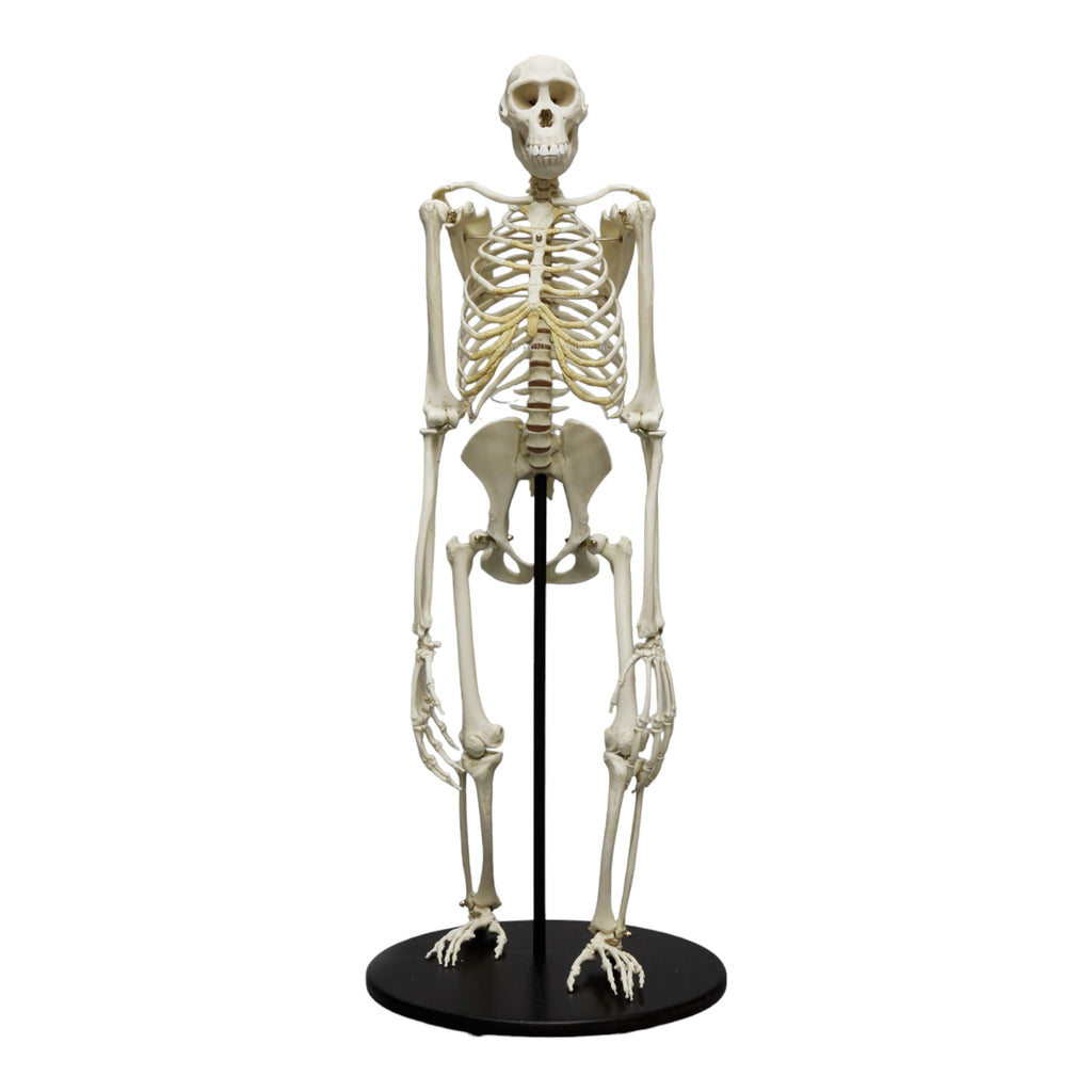 Replica Bonobo Skeleton For Sale — Skulls Unlimited International