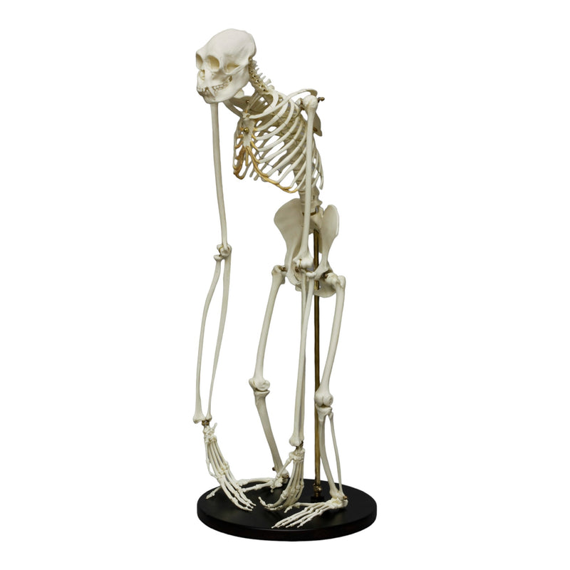 Replica Siamang Skeleton