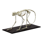 Replica Black Spider Monkey Skeleton