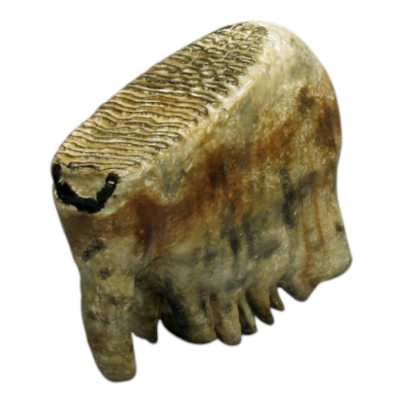 Replica Woolly Mammoth Molar