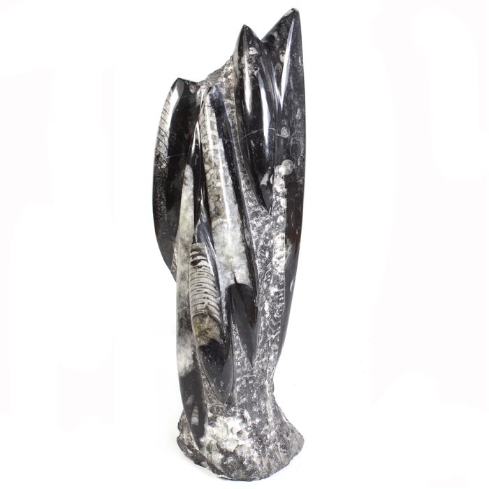 Orthoceras Fossil Sculpture