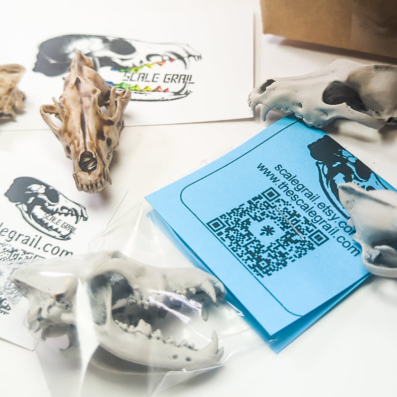 Gray Wolf Skull Replica - 1:6 Scale