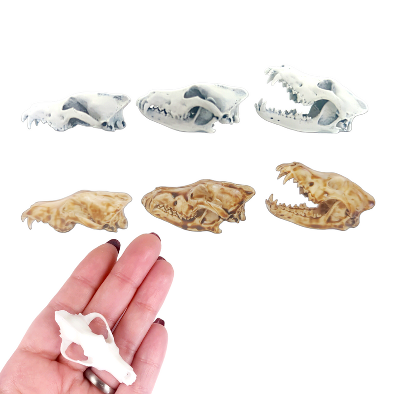 Gray Wolf Skull Replica - 1:6 Scale