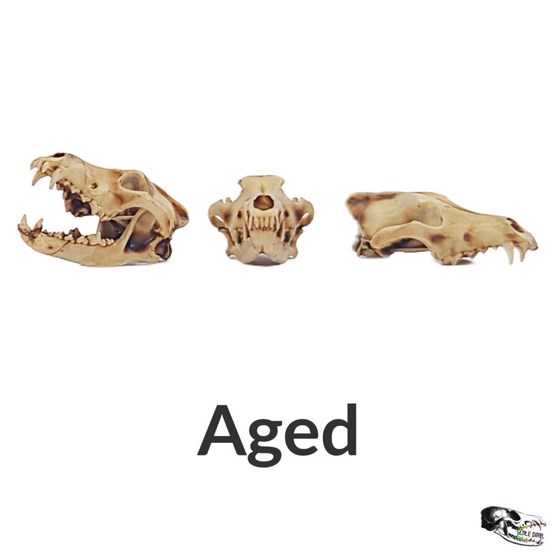 Gray Wolf Skull Replica - 1:12 Scale
