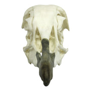 Replica Whooping Crane Skull