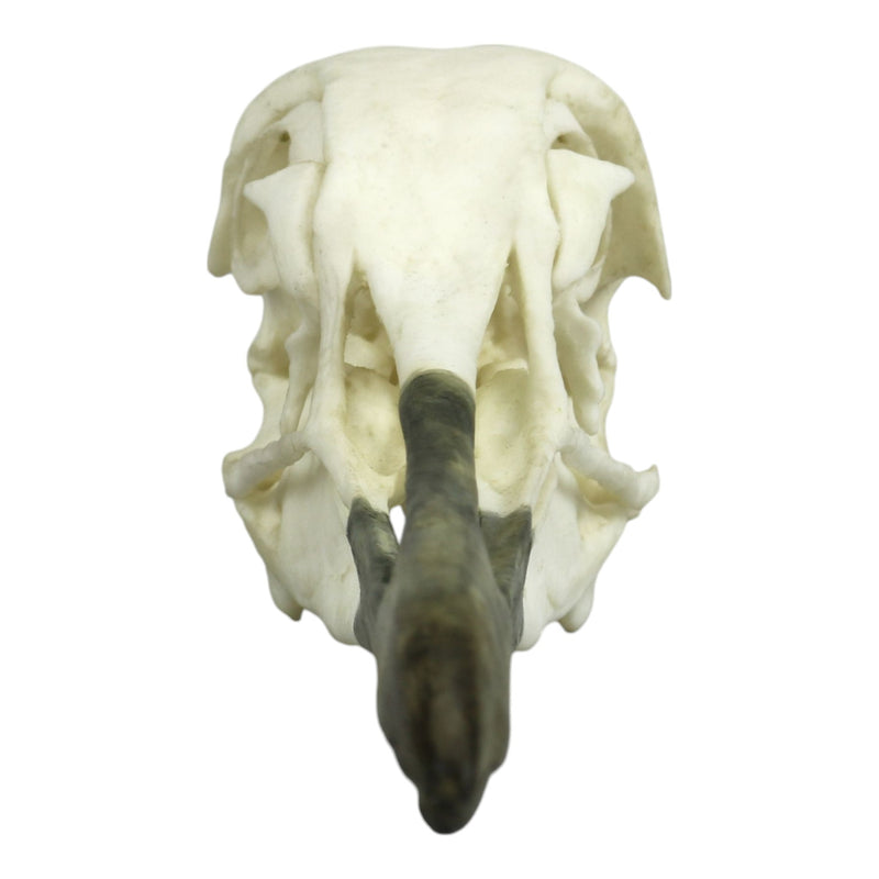 Replica Whooping Crane Skull