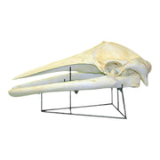 Replica Minke Whale Skull