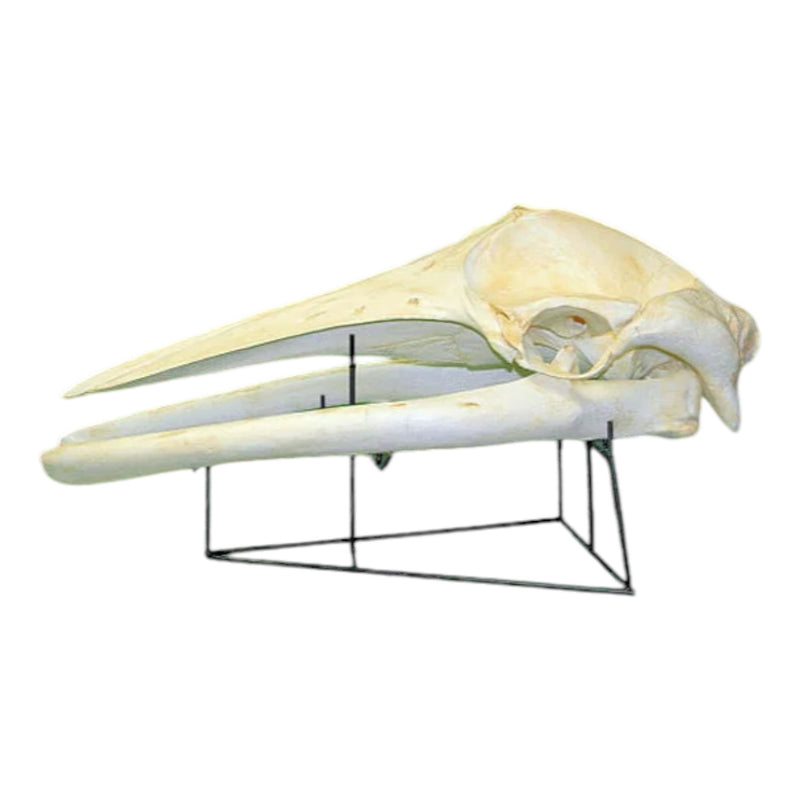 Replica Minke Whale Skull