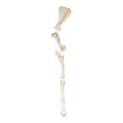 Replica Horse Forelimb