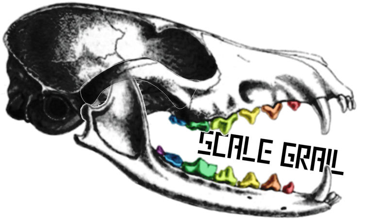 Springbok Skull Replica