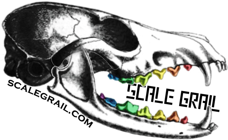 Red Kangaroo Skull Replica