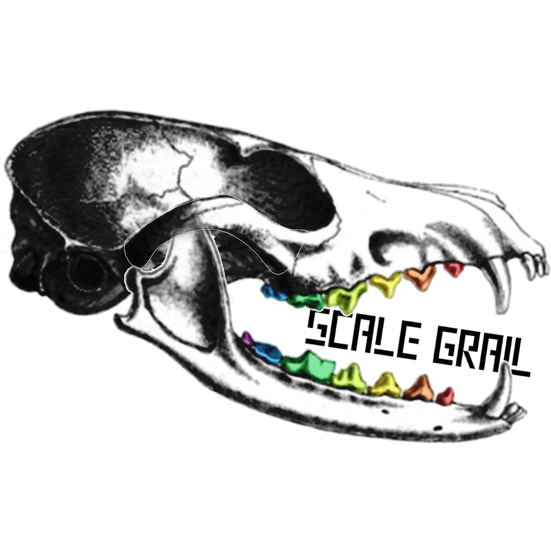 Bottlenose Dolphin Skull Replica