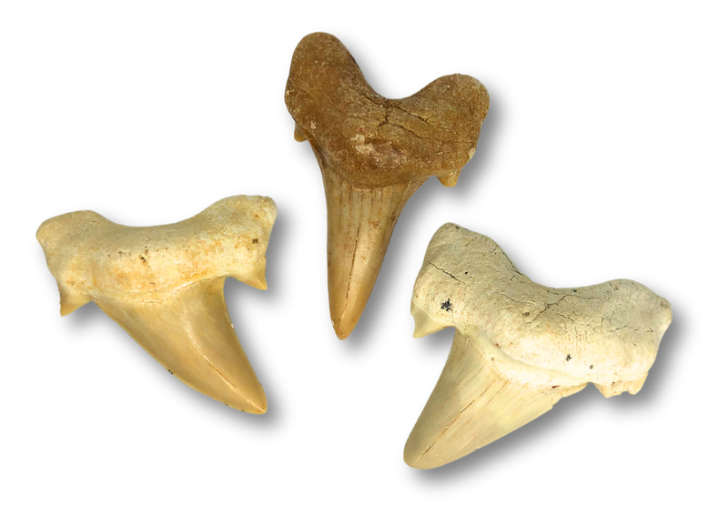 Shark Tooth Specimen - Large