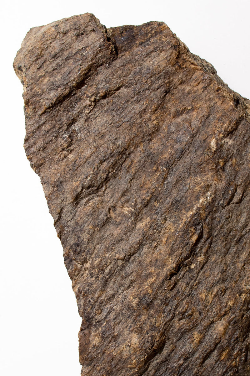Shatter Cone Geological Specimen