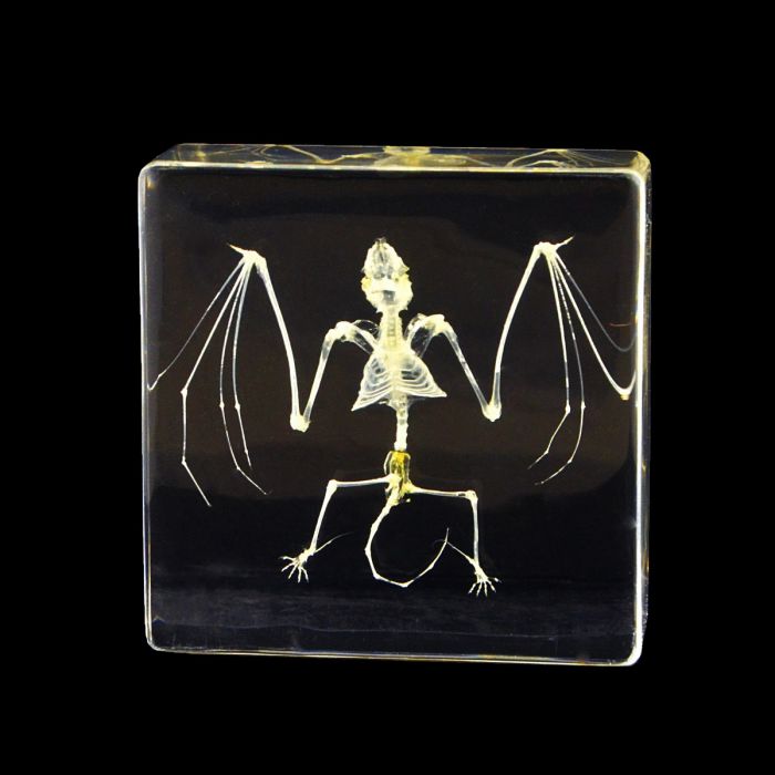 Real Bat Skeleton in Acrylic Display