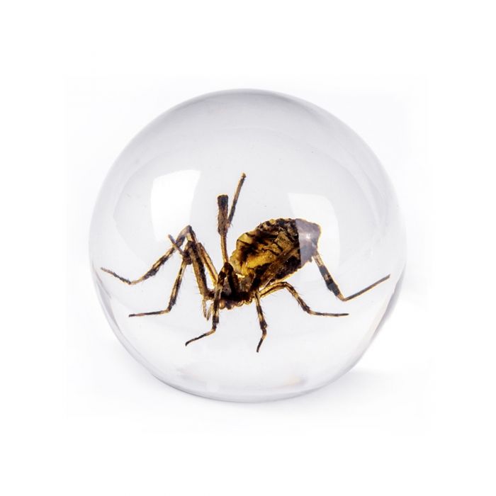 Real Spider in Acrylic Sphere Display