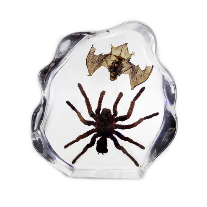 Real Tarantula & Bat in Acrylic
