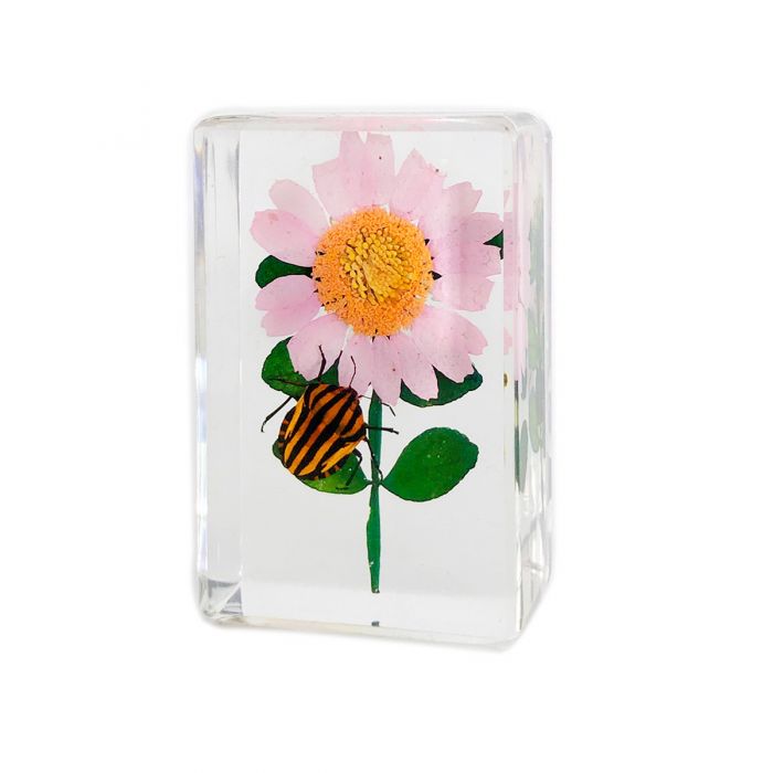 Real Insect and Flower in Acrylic