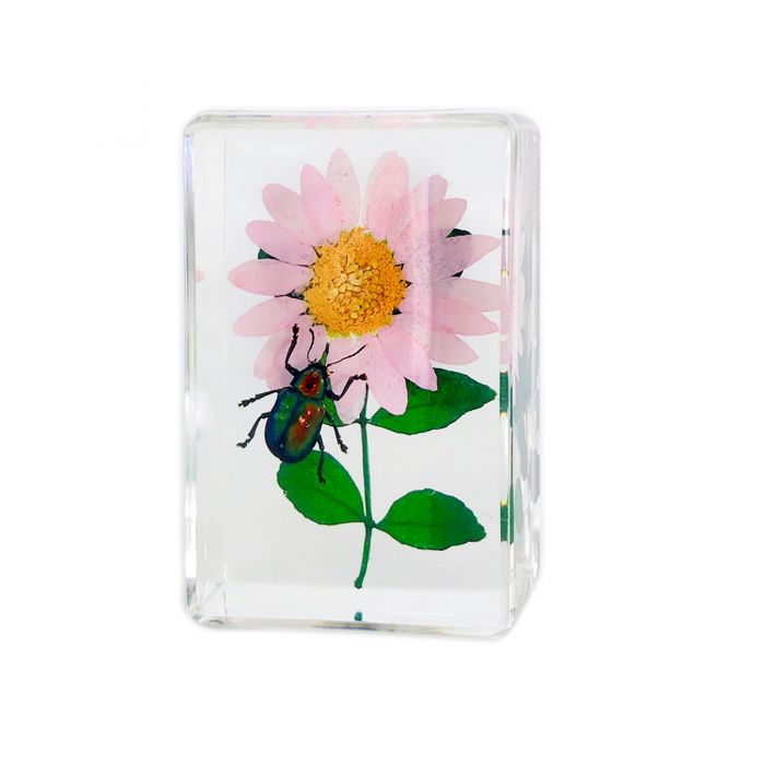 Real Insect and Flower in Acrylic