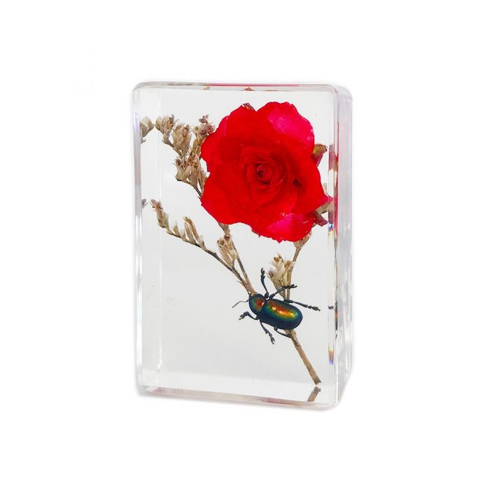 Real Insect and Flower in Acrylic