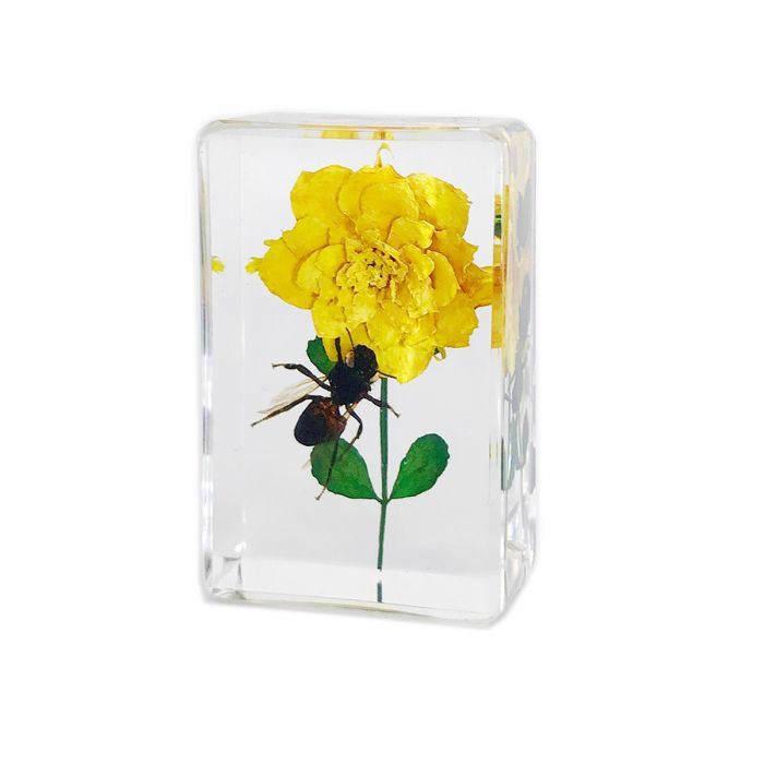 Real Insect and Flower in Acrylic