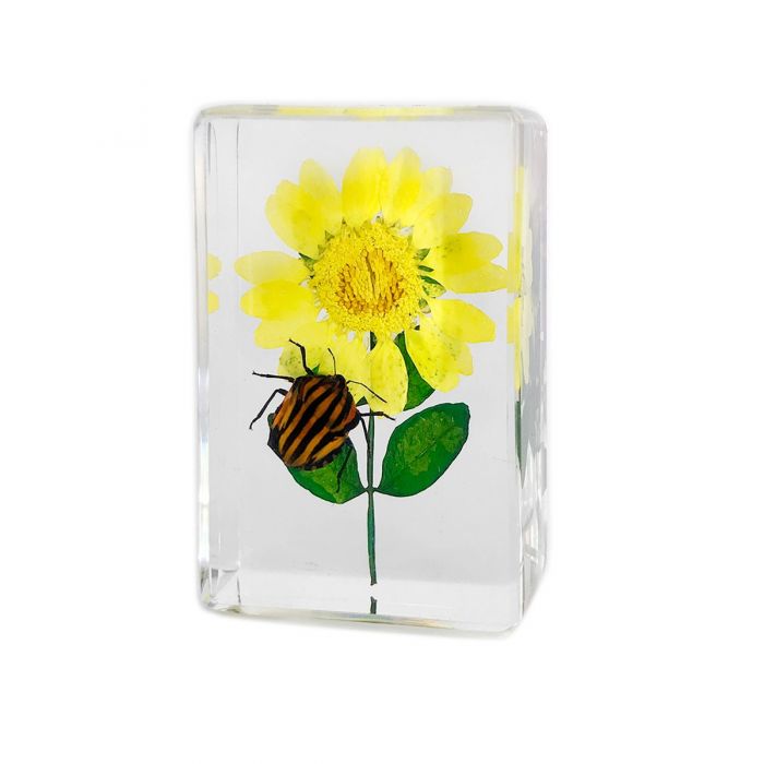Real Insect and Flower in Acrylic
