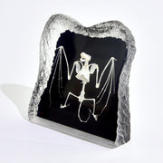 Real Bat Skeleton in Acrylic - Black Background