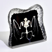Real Bat Skeleton in Acrylic - Black Background