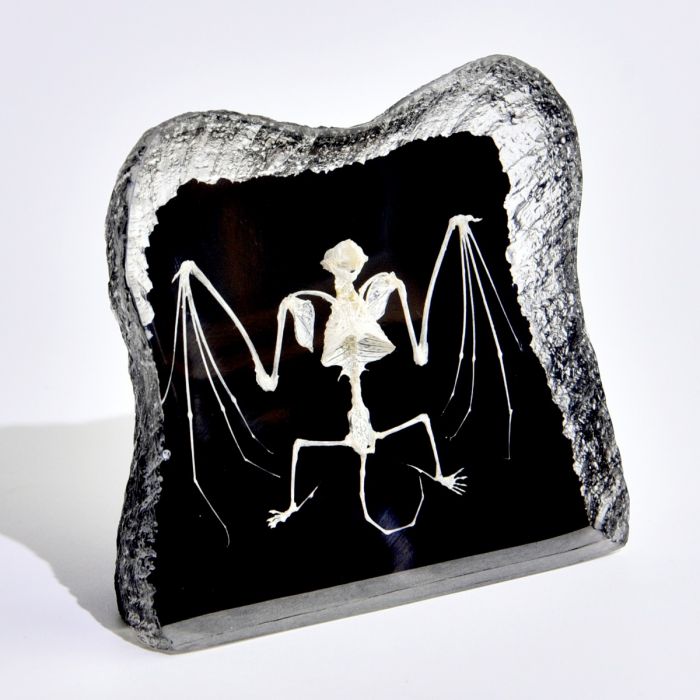 Real Bat Skeleton in Acrylic - Black Background
