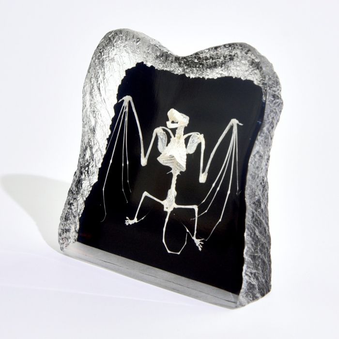 Real Bat Skeleton in Acrylic - Black Background