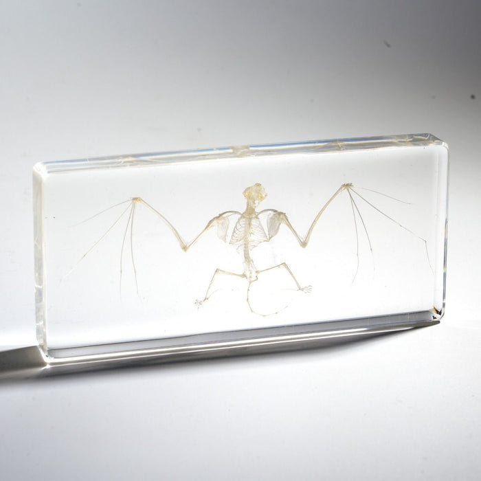 Real Bat Skeleton Paperweight