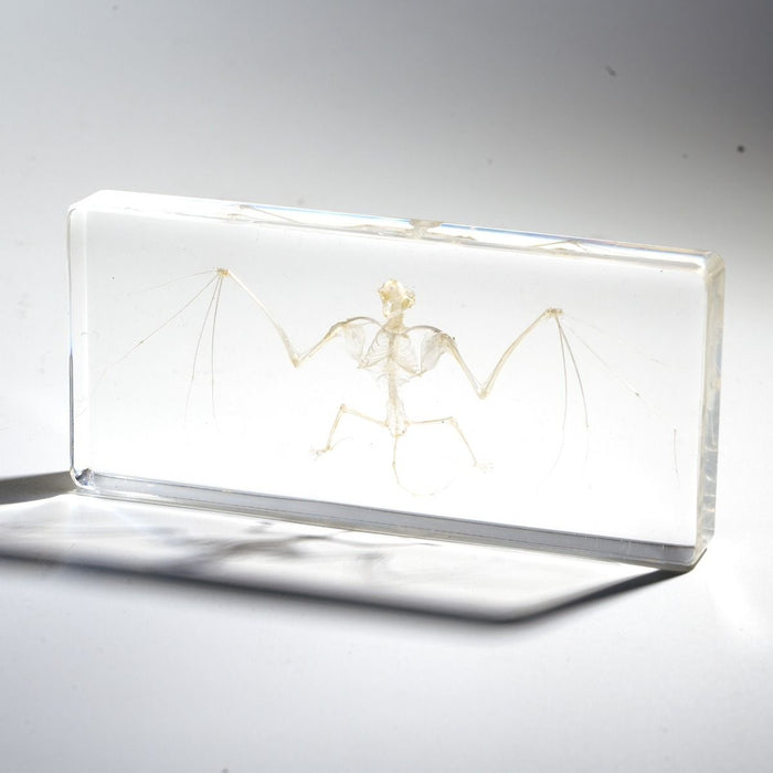 Real Bat Skeleton Paperweight