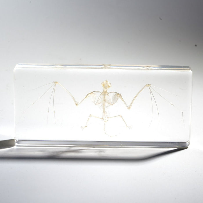 Real Bat Skeleton Paperweight